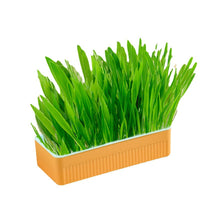HKM-9143485 Hydroponic Cat Grass Growing Kit - Soilless Planting Box with Seeds in Various Quantities