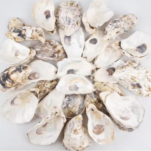 HKM-914963 30 Natural Oyster Shells with Pearl for DIY Arts and Crafts Decor, 2-2.5 Inches