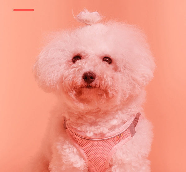 HKM-9164349 Reflective Dog Walking Vest with Leash - Breathable Cotton, Multiple Sizes and Colors Available