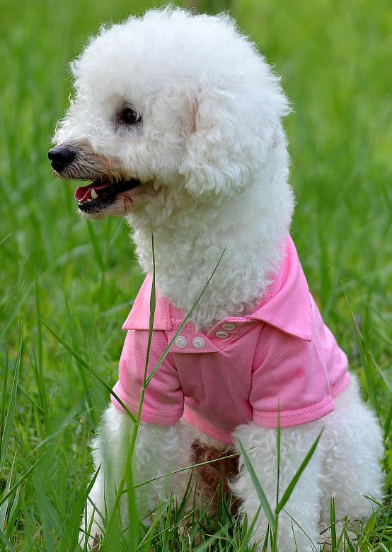 HKM-9205437 Lightweight Breathable Dog Vest - Adjustable Fit for Small to Extra Large Dogs