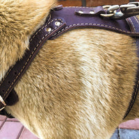 HKM-9243581 Thickened Cowhide Double Layer Chest and Back Harness for Medium to Large Dogs
