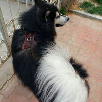 HKM-9243581 Thickened Cowhide Double Layer Chest and Back Harness for Medium to Large Dogs