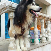 HKM-9243581 Thickened Cowhide Double Layer Chest and Back Harness for Medium to Large Dogs