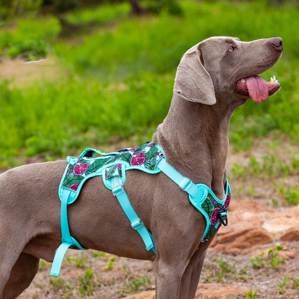 HKM-9256381 Comfortable Liftable Night Reflective Dog Harness - Pomegranate & Sunflower Options Available