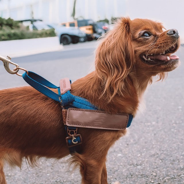 HKM-933459 Reflective Dog Chest Strap for Nighttime Safety - Sizes XS to XL Available