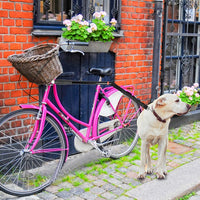 HKM-9347133 Dog Harness with Detachable Bicycle Traction Chain for Walks and Rides