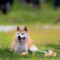 HKM-9364413 Interactive Sound Simulation Egg for Dogs - Tooth-Cleaning Puppy Toy