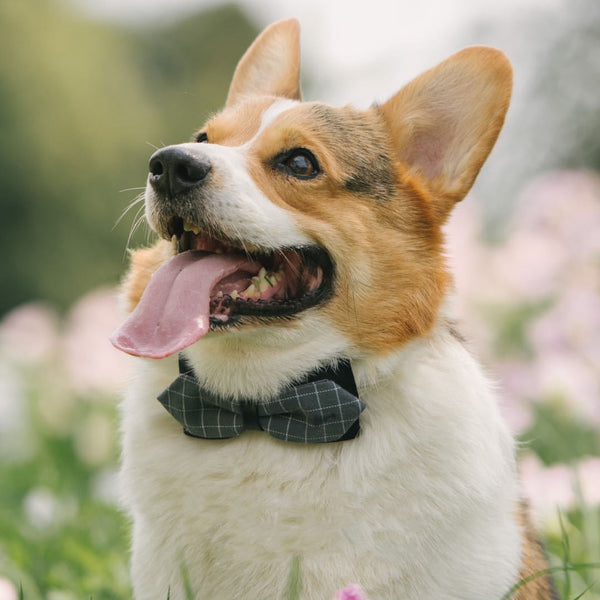 HKM-9380413 Handmade Dog Bow Tie Collar in Wine Red Plaid & Gray Plaid for Small and Medium Dogs