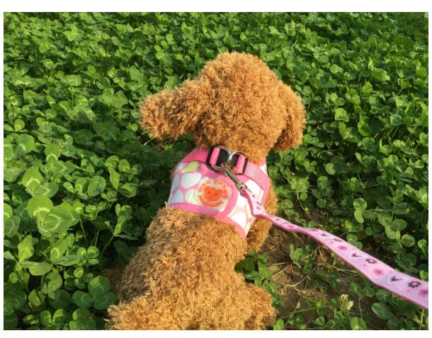 HKM-9452989 Dog Trail Vest with Protective Chest Strap - Adjustable, Durable, Available in Various Stylish Patterns and Sizes S-XL
