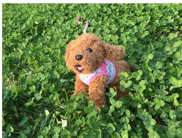 HKM-9452989 Dog Trail Vest with Protective Chest Strap - Adjustable, Durable, Available in Various Stylish Patterns and Sizes S-XL