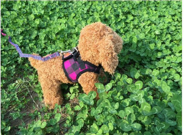 HKM-9452989 Dog Trail Vest with Protective Chest Strap - Adjustable, Durable, Available in Various Stylish Patterns and Sizes S-XL