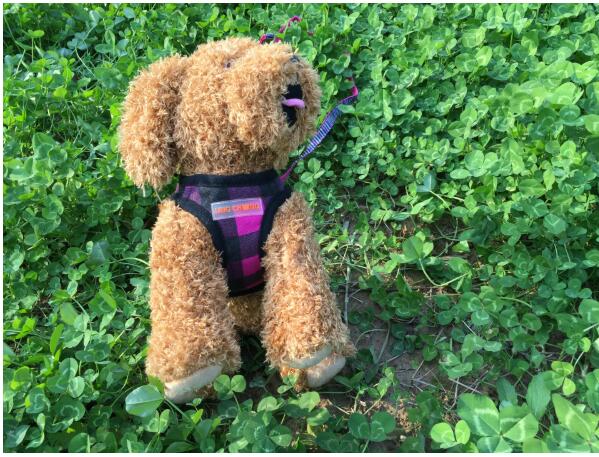 HKM-9452989 Dog Trail Vest with Protective Chest Strap - Adjustable, Durable, Available in Various Stylish Patterns and Sizes S-XL