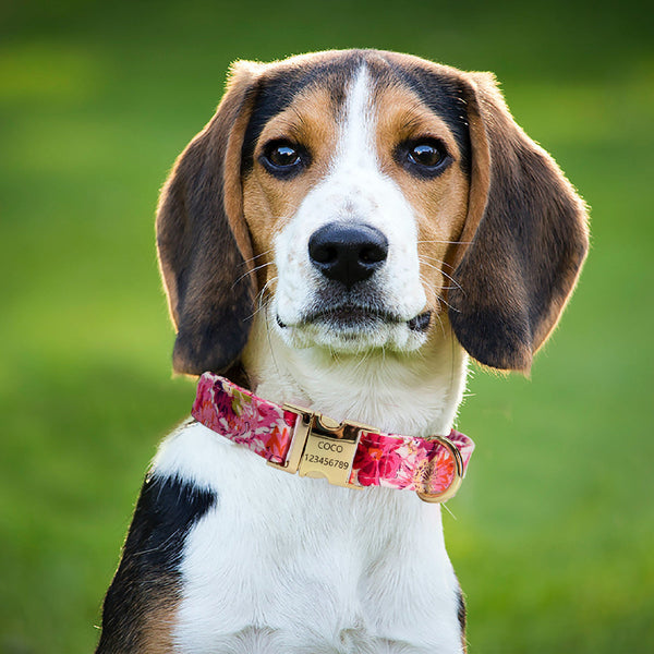 HKM-9515325 Flower Pattern Dog Collar and Leash Set for Medium to Large Dogs
