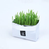 HKM-955283 Soilless Organic Cat Grass
