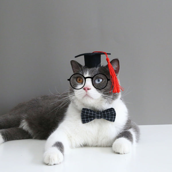 HKM-9565757 Doctor's Degree Pet Hair Band with Bow Tie ¨C Adjustable Elastic Woolen Felt Accessory for Dogs and Cats