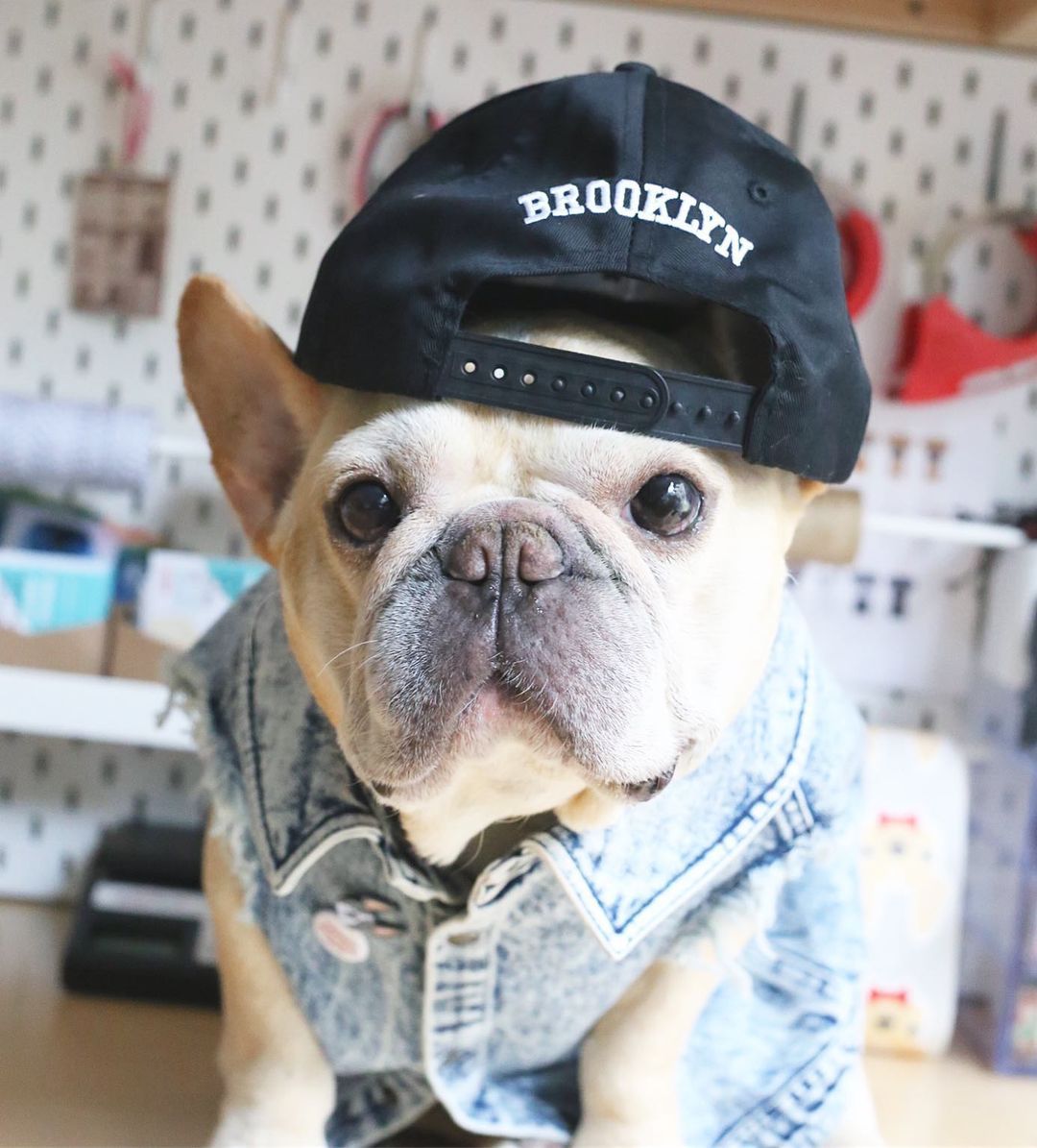 HKM-9590205 Stylish Washed Denim Jacket for Pets in Denim Blue and Cowboy Pink - Multiple Sizes Available