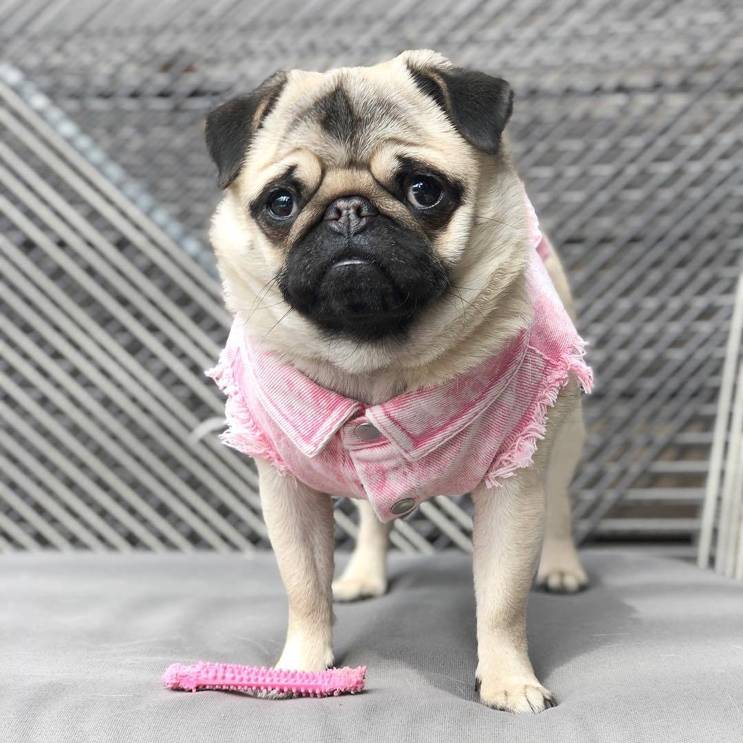 HKM-9590205 Stylish Washed Denim Jacket for Pets in Denim Blue and Cowboy Pink - Multiple Sizes Available