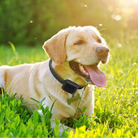 HKM-9625277 Electric Dog Fence System with Water-Resistant Collar for All Dog Sizes, Adjustable Range Up to 1.2 Acres