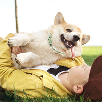 HKM-9674813 Adjustable Dog Calming Collar, Anti-Flea and Lice Necklace for Pets, Durable and Odor-Free Design