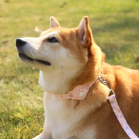 HKM-9727165 Adjustable Pet Positioning Collar and Leash Set for Small to Medium Pets, Multiple Colors Available