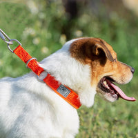 HKM-980243 Dog Collar P Chain Dog Walking Collar Collar Artifact