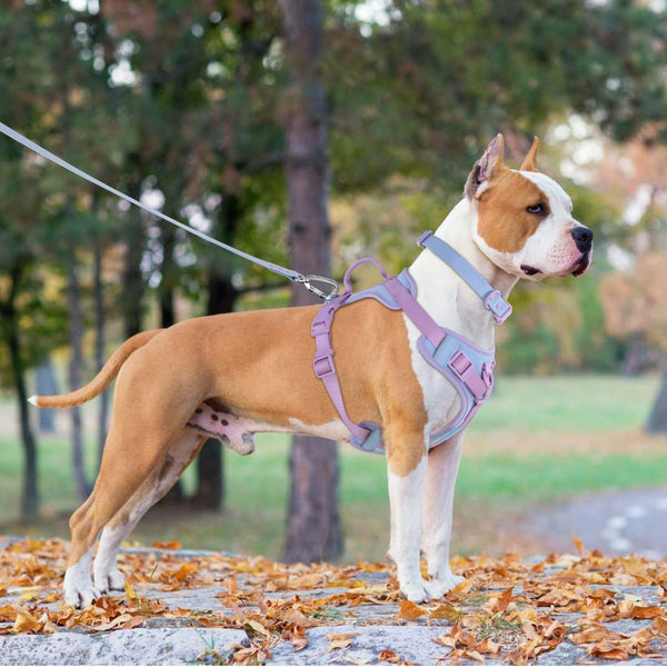 HKM-9855293 Comfortable Dog Harness and Leash Set with Adjustable Chest Strap - Multiple Colors Available