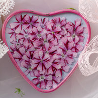HKM-986067 Dried Flower Bookmark Accessories - Natural Cherry Blossom & Verbena Specimens for Crafting