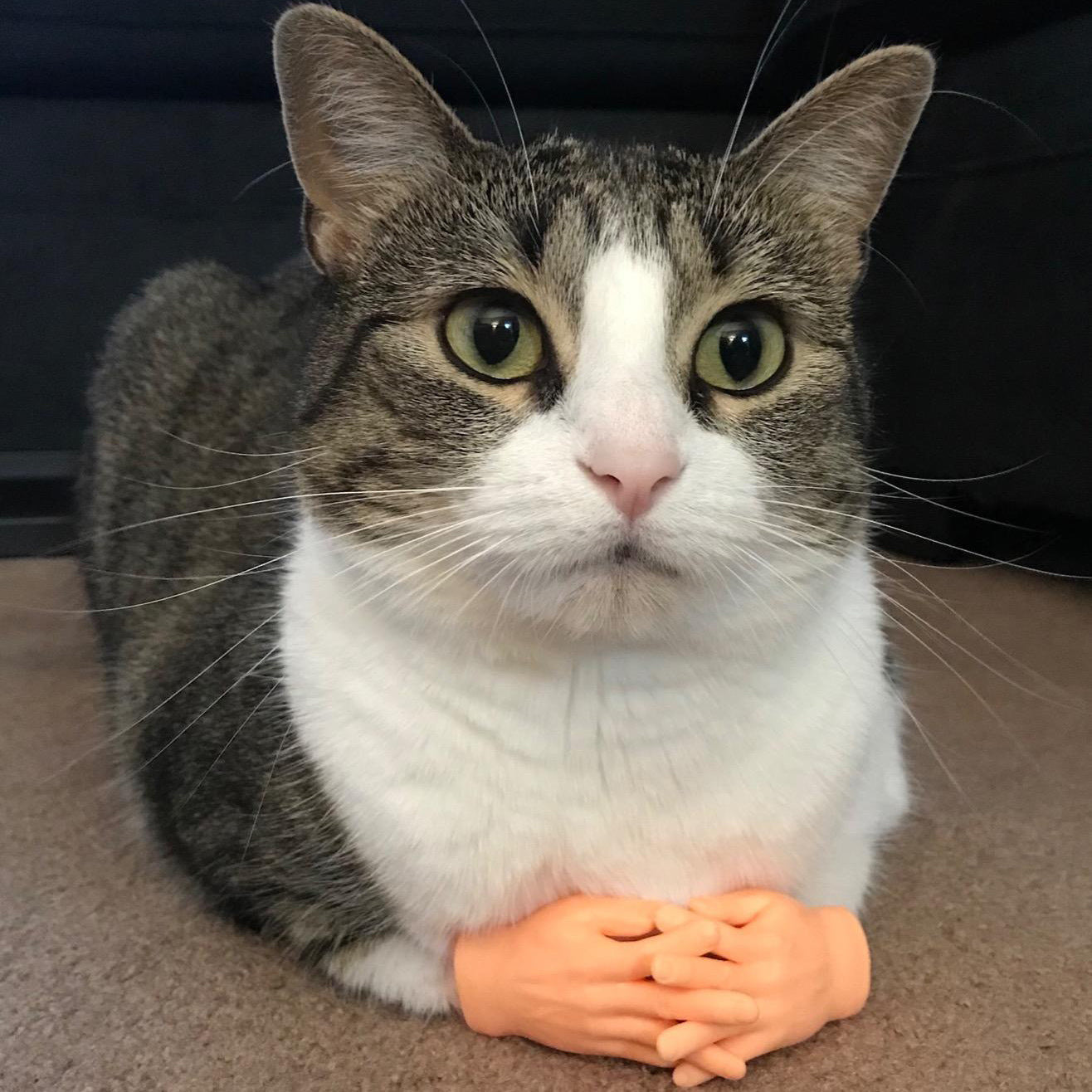 HKM-986899 Pet Cat Touching Finger Massage Toy Funny Little Trick Small Hand Model Funny Artifact Cat Finger Stall