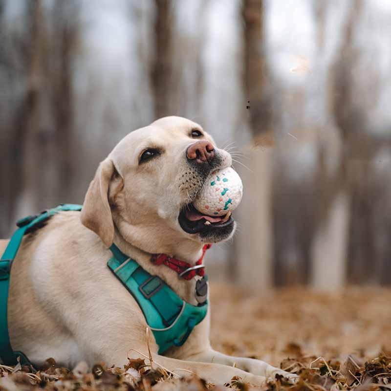 HKM-9899581 Durable ETPU Chewing Dog Toy Ball for Strong Chewers, 7CM Diameter