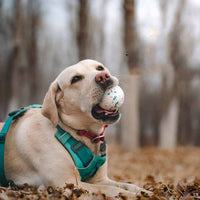HKM-9899581 Durable ETPU Chewing Dog Toy Ball for Strong Chewers, 7CM Diameter