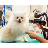 HKM-9987005 High-Power Pet Water Blowing Machine for Quick Drying Dogs and Cats, Adjustable Wind Speed and Temperature