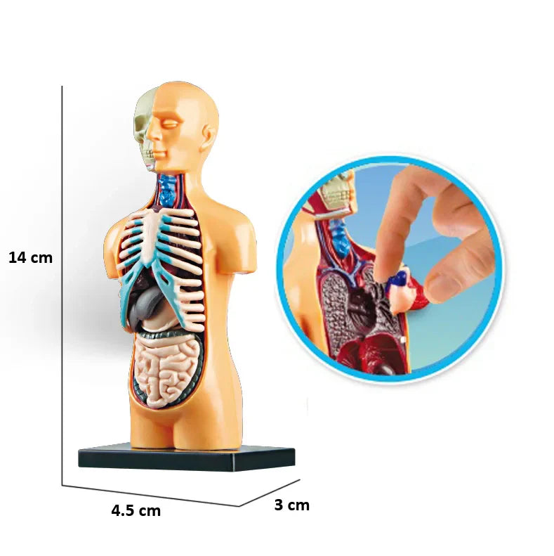 KTX-664339 Mini Human Anatomy Model for Kids Education in Primary Schools