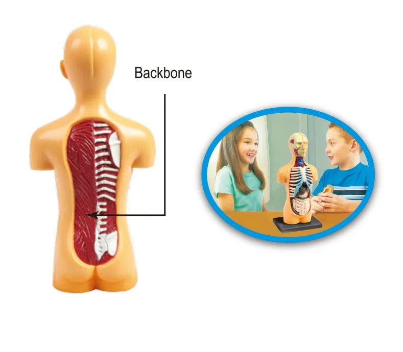 KTX-664339 Mini Human Anatomy Model for Kids Education in Primary Schools