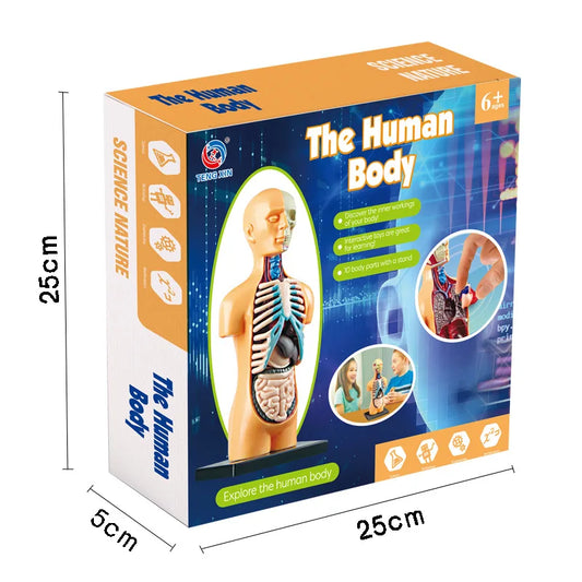 KTX-664339 Mini Human Anatomy Model for Kids Education in Primary Schools