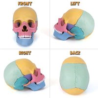 HKM-379027 3D Anatomy Puzzle Toy - Human Skull Model with 10 Educational Cards for Kids