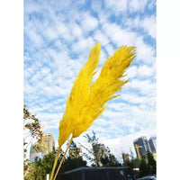 Wholesale Pampas Dried Natural Faux Tall Pampas Grass White for Wedding