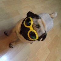 HKM-835347 Foldable Medium Size Dog Sunglasses - Waterproof Goggles with UV Protection for Pets