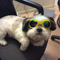 HKM-835347 Foldable Medium Size Dog Sunglasses - Waterproof Goggles with UV Protection for Pets