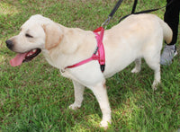 HKM-076563 Nylon Dog Chest Strap for Adjustable Fit - Multiple Sizes Available