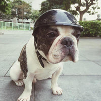 HKM-205651 Stylish and Durable Pet Toy Helmet for Small to Large Pets - Multiple Colors Available