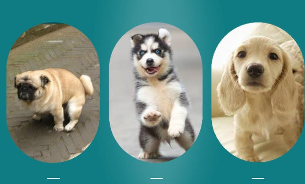 JMT-027722 Washable Dog Diaper Pad for Training, Water-Absorbent, and Waterproof, Available in Multiple Sizes