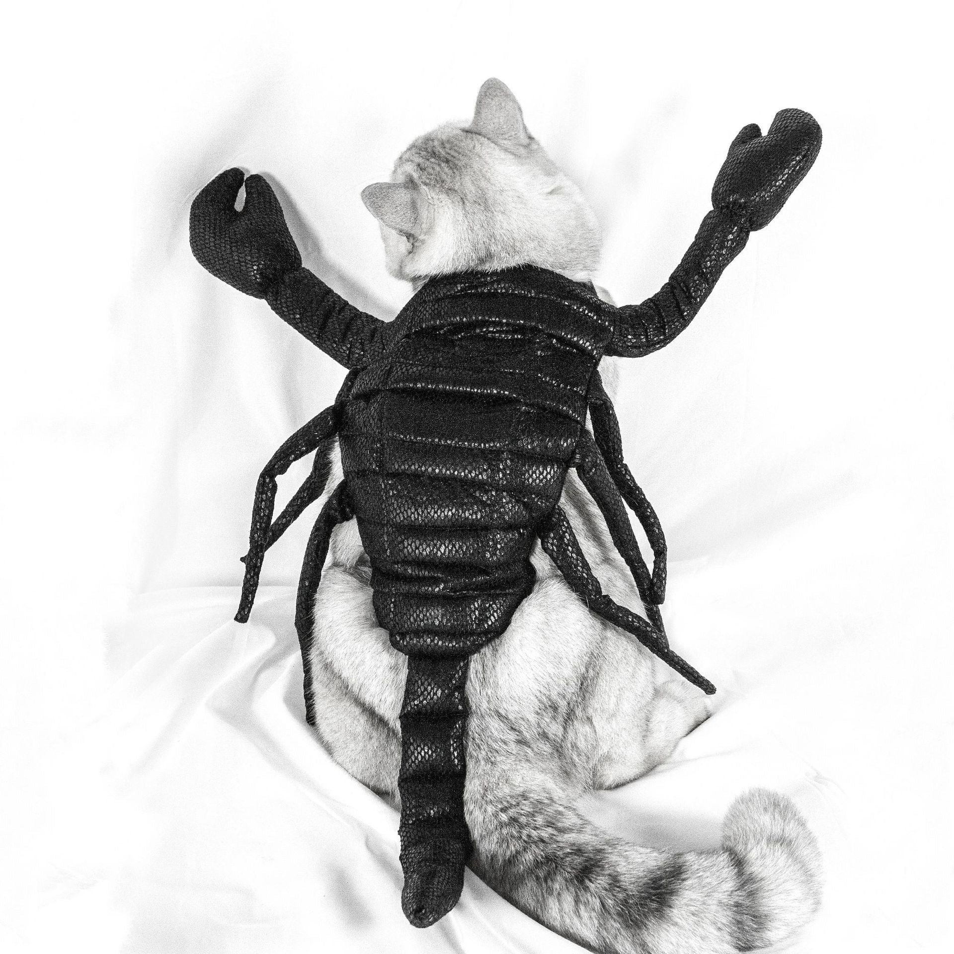 HKM-445267 Scorpion Halloween Costume for Cats - Black Fabric Pet Clothing, Size S & M