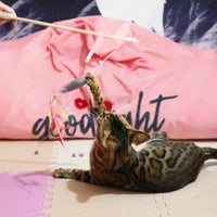 HKM-939219 Interactive Cat Wand with Catnip Fish, Colorful Ribbons, and Bells – Engaging Toy for Indoor Cats and Kittens
