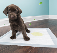 HKM-262611 Absorbent Disposable Pet Diapers for Maximum Dryness and Comfort