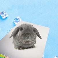 HKM-993875 Pet Cooling Plate - Aluminum Cooling Pad for Rabbits and Guinea Pigs (Various Sizes Available)