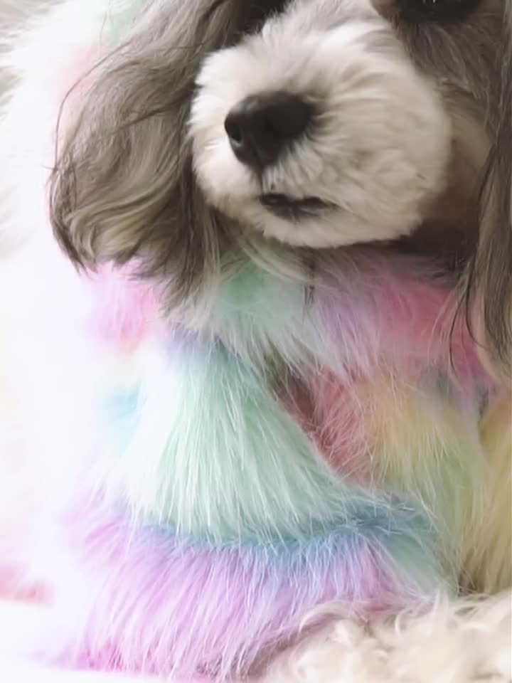 HKM-605011 Rainbow Casual Pet Jacket for Small to Medium Dogs - Adjustable Fit in Lightweight Polyester