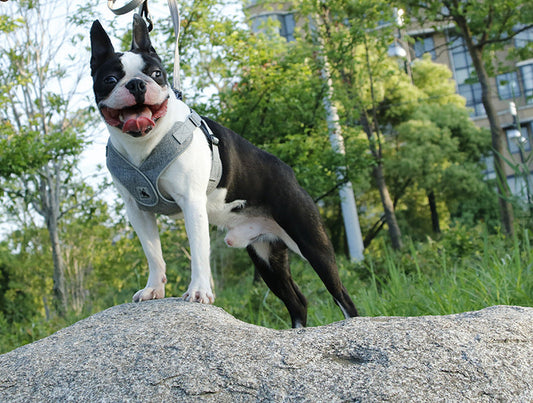HKM-861843 Breathable Puppy Harness for Small to Medium Dogs - Adjustable Cationic Mesh Design