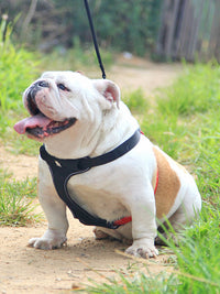 HKM-416595 Comfortable Dog Leash and Collar Set - Oxford Cloth with Breathable Mesh, Adjustable S, M, L Sizes