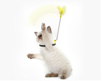 HKM-193299 Self-Healing Plush Cat Teaser Collar Toy with Spring Foot - Lake Blue and Yellow