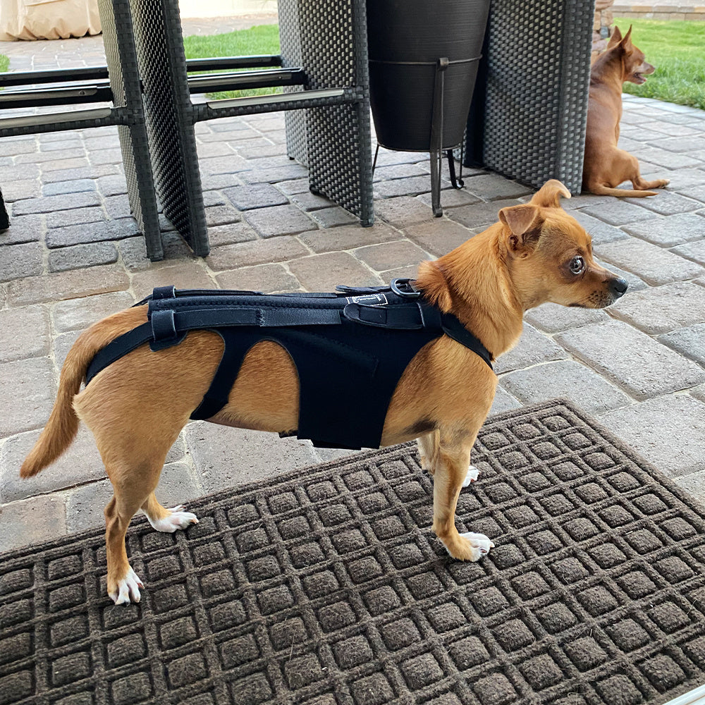 JMT-341066 Adjustable Back Brace for Dogs with IVDD, Arthritis, and Surgical Recovery Support